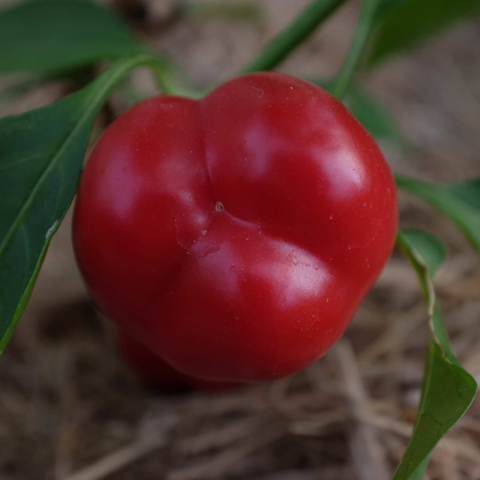 la-bo-te-graines-mini-red-bell-graines-poivron-bio-rouge image 5