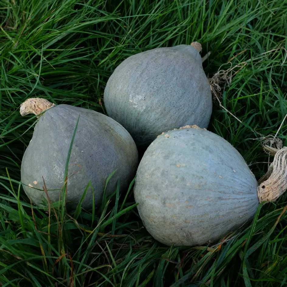 la-bo-te-graines-potiron-baby-blue-bio-soupe-2-3-kg image 1