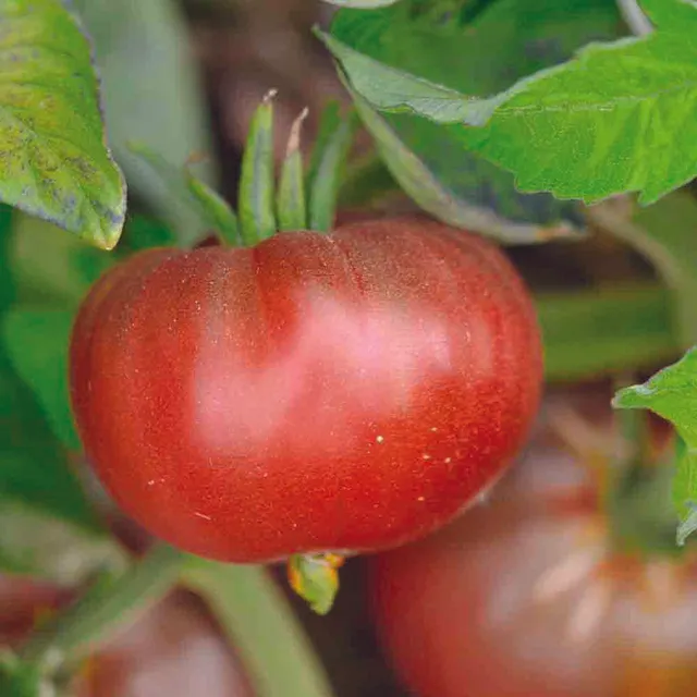 ferme-de-sainte-marthe-black-ethiopian-graines-de-tomates-brunes-bio image 1