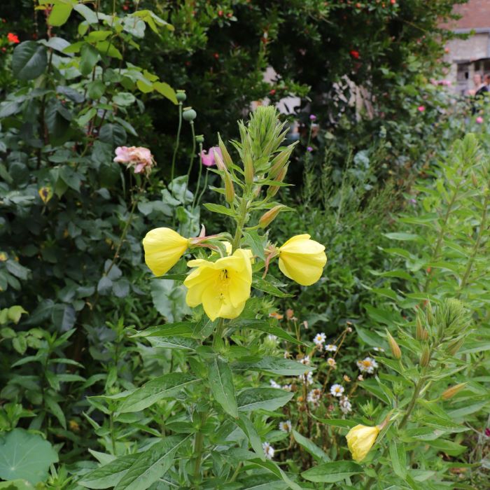 les-semences-de-l-ombelle-onagre-jaune-bio-graines-fleurs image 3