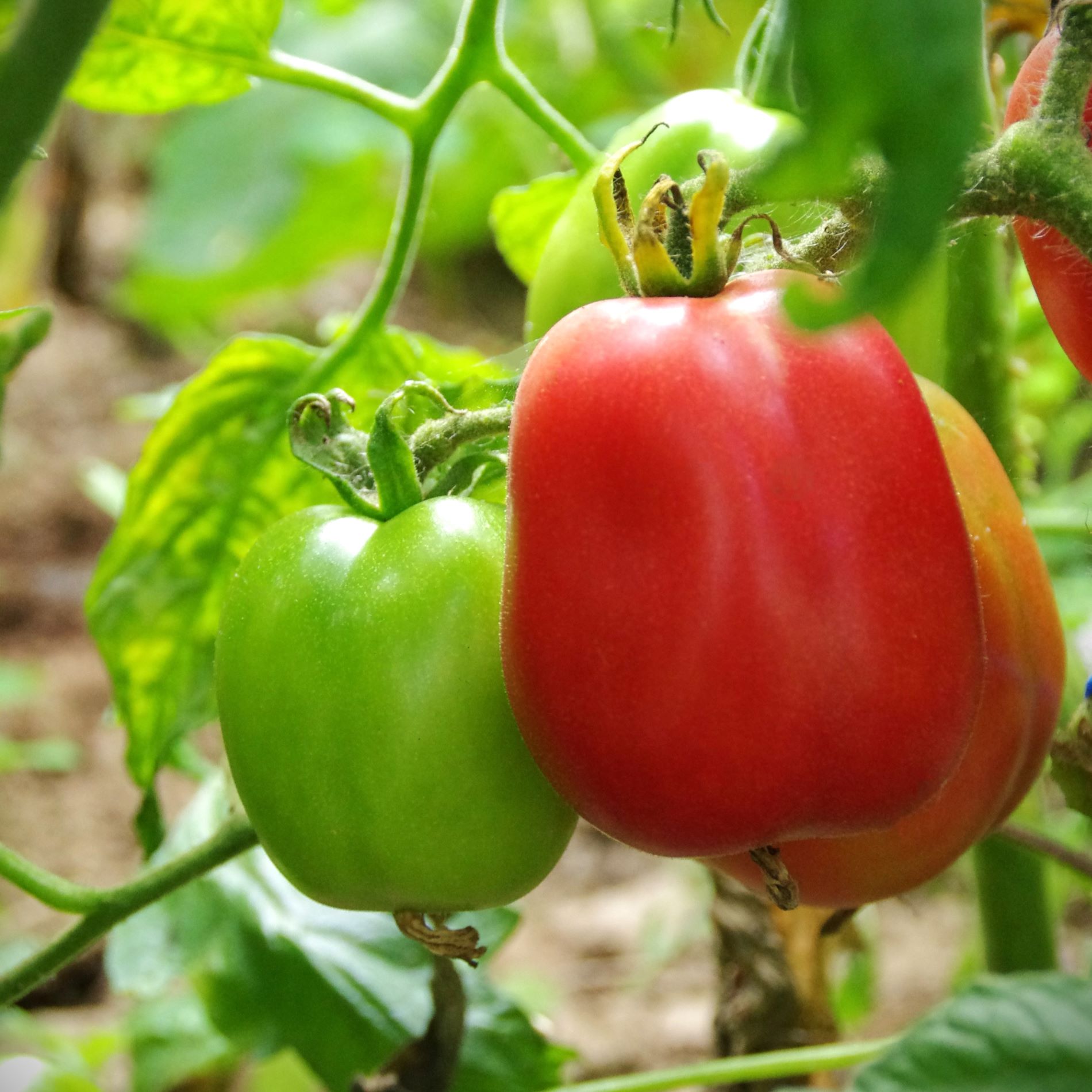 les-semences-de-l-ombelle-tomate-rose-poire-ukrainienne-graines-bio image 1