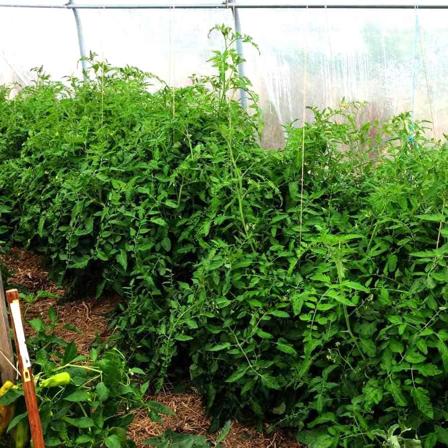 la-bo-te-graines-tomate-raisin-vert-bio-graines-cerise-sucr-e image 4