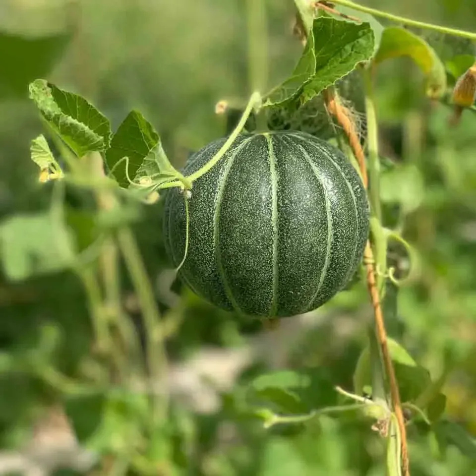 ferme-de-sainte-marthe-melon-vert-grimpant-graines-potag-res-sachet-bio image 1