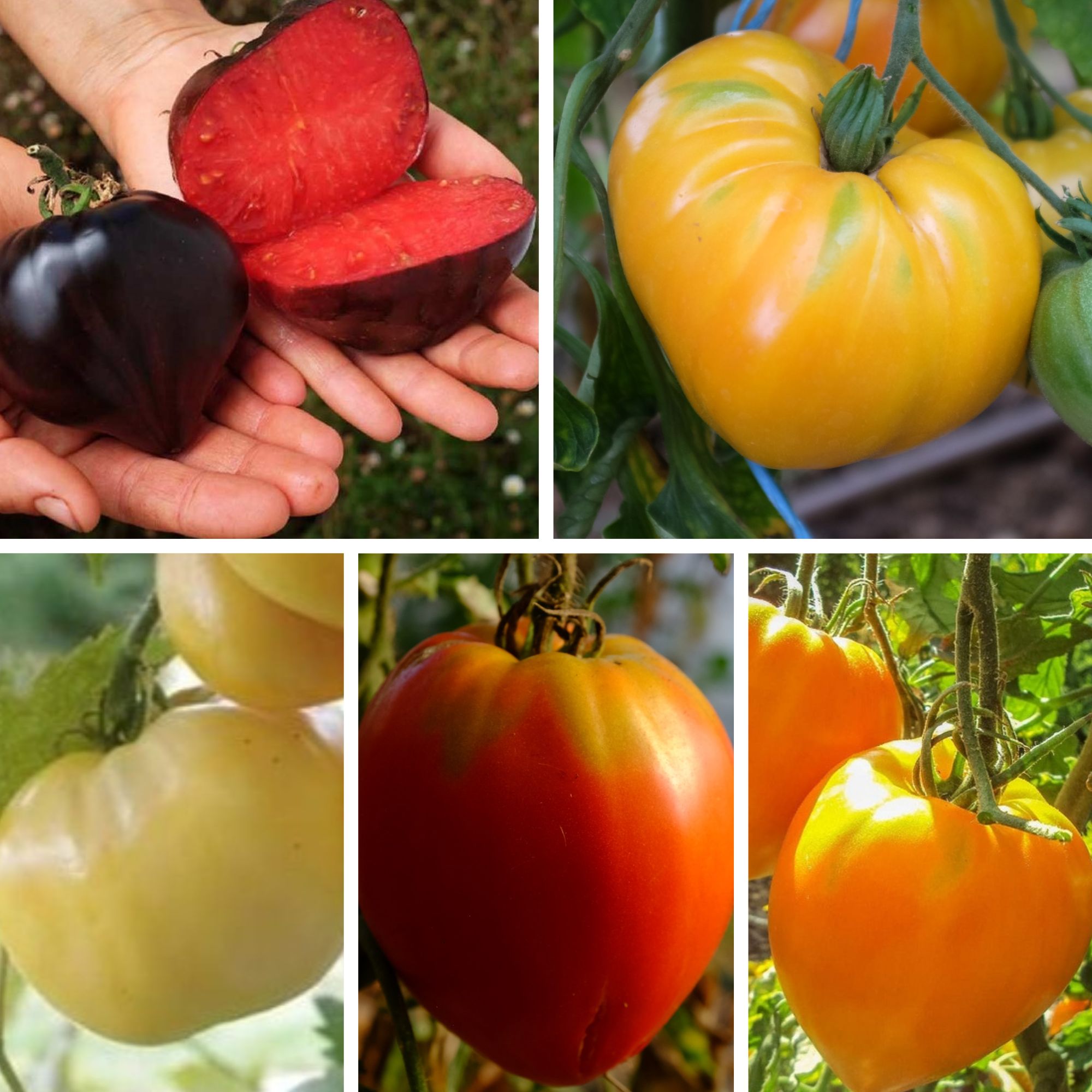 la-bo-te-graines-graines-l-gumes-m-lange-tomates-c-ur-de-b-uf-bio image 1