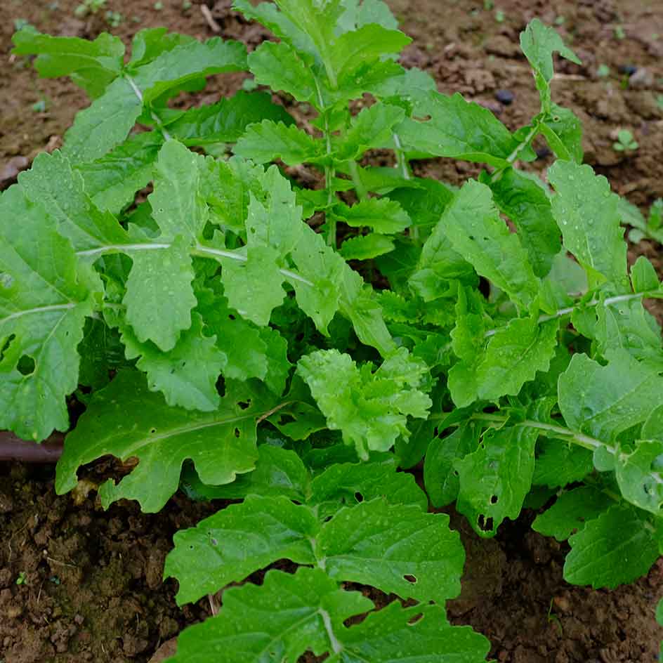 la-bo-te-graines-radis-daikon-minowase-summercross-bio-graines image 5