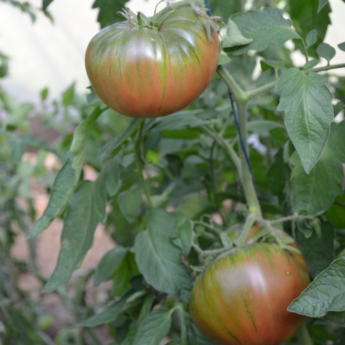 les-semences-de-l-ombelle-tomate-noire-de-crim-e-graines-bio image 2
