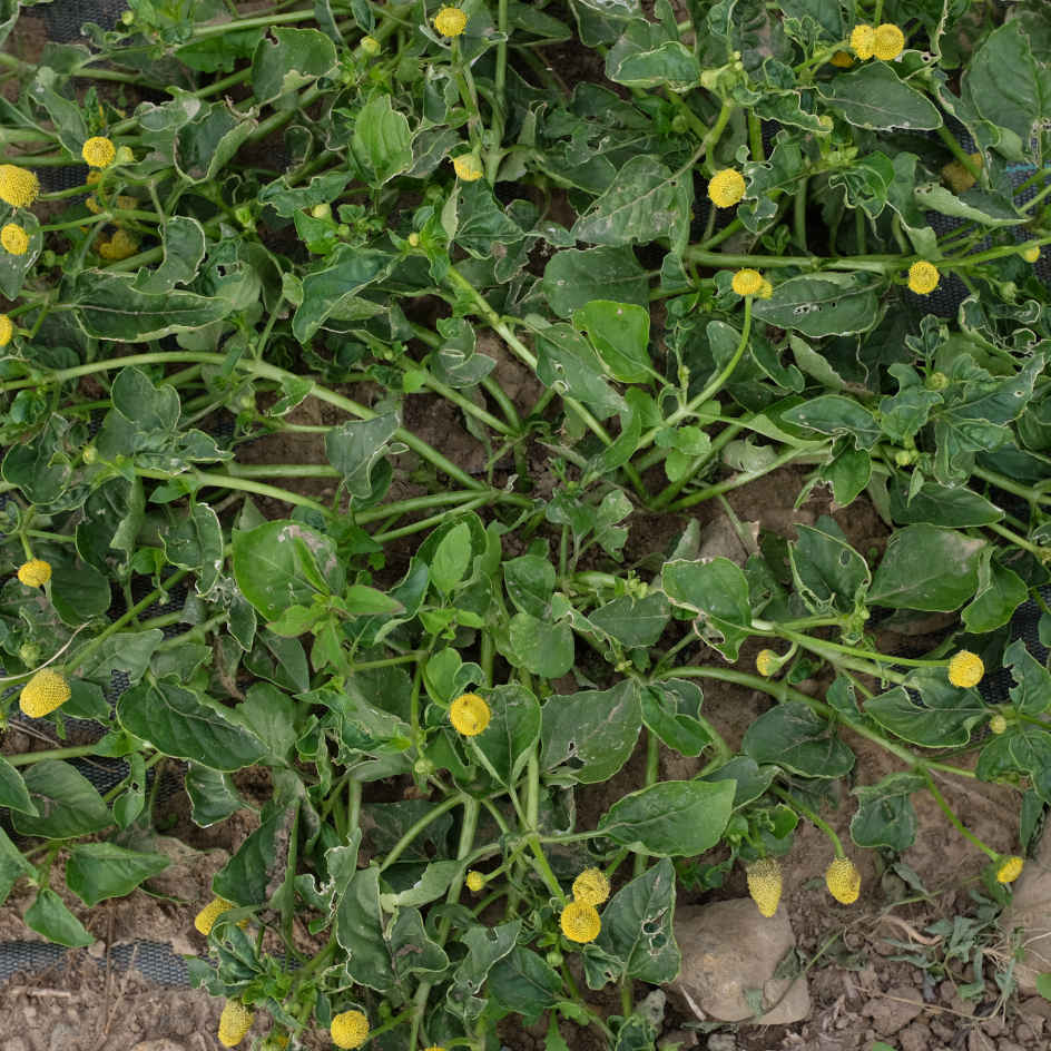 la-bo-te-graines-graines-fleurs-br-de-mafane-cresson-bio image 2