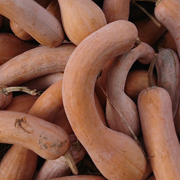 les-semences-de-l-ombelle-courge-longue-de-nice-graines-bio image 1