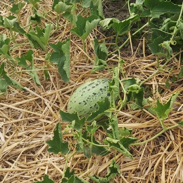 la-bo-te-graines-melon-sweet-freckles-graines-l-gumes-bio-sucr image 1
