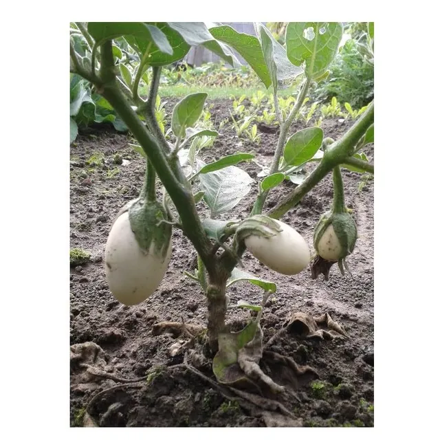 graines-bocquet-aubergine-blanche-ronde-uf-graines-1g image 1