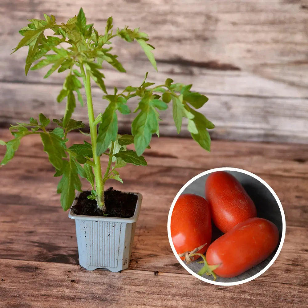 ferme-de-sainte-marthe-plants-bio-tomate-roma-plant-bio image 1