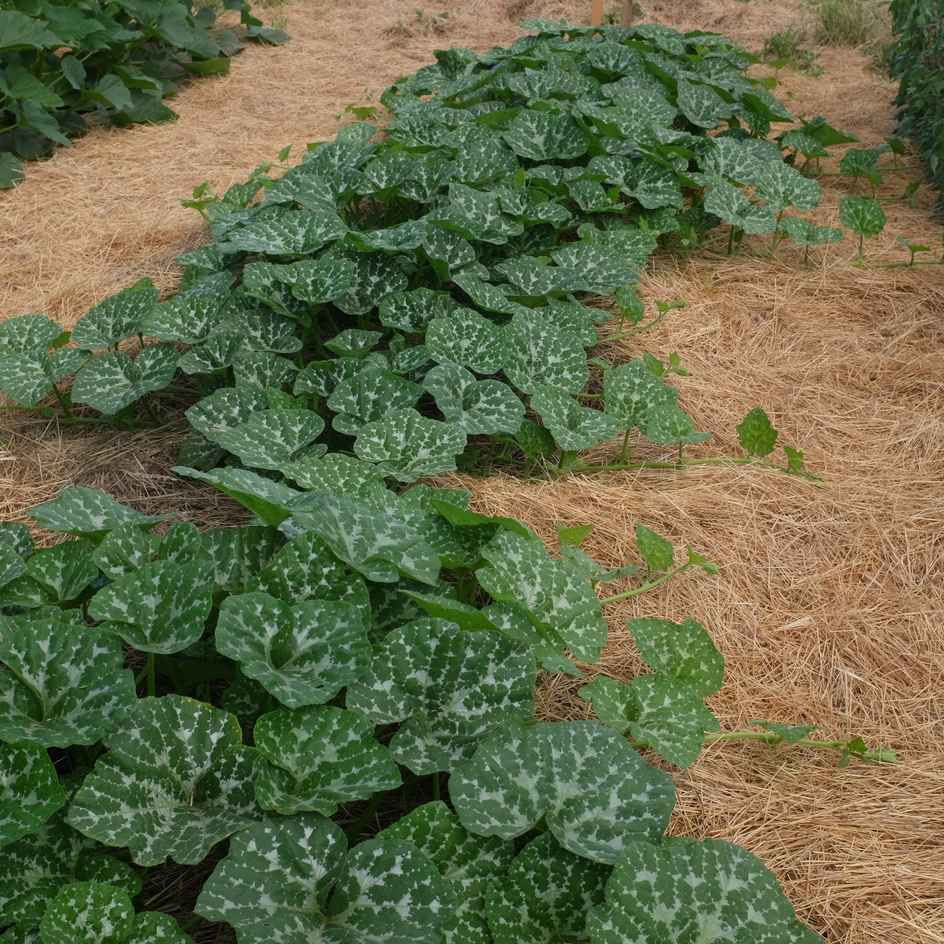 la-bo-te-graines-courge-carat-mini-muscade-graines-bio image 4