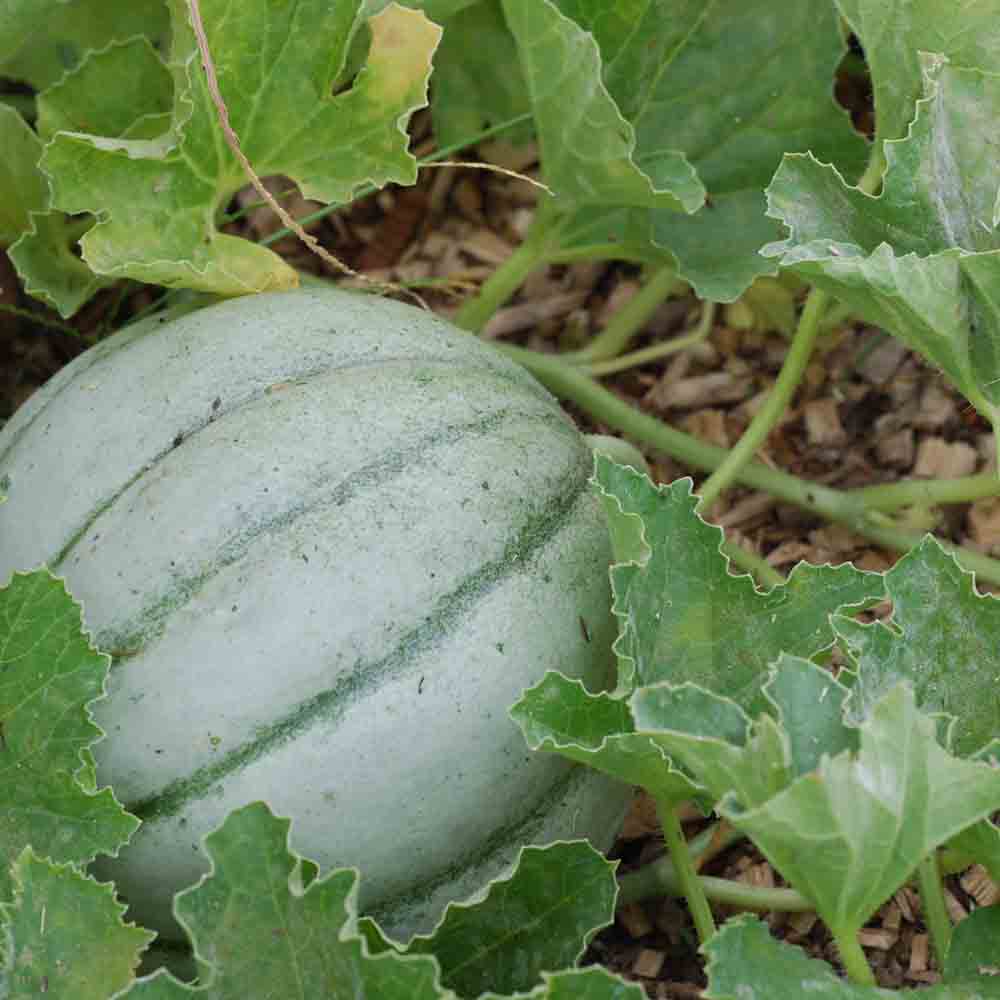 ferme-de-sainte-marthe-melon-vieille-france-bio-parfum image 1