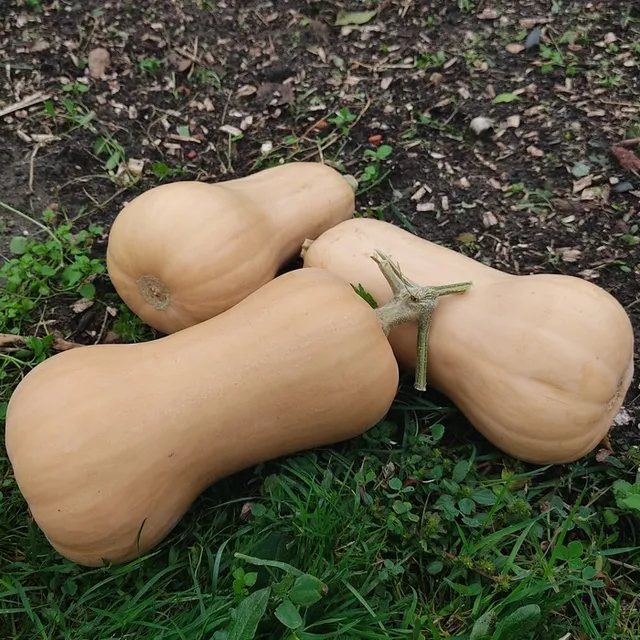 les-semences-de-l-ombelle-courge-musqu-e-butternut-graines-bio image 1