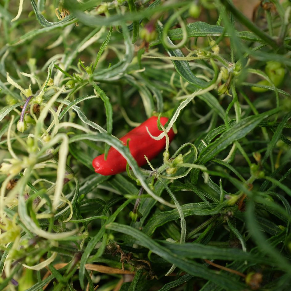 la-bo-te-graines-piment-mutant-variegata-bio-graines-l-gumes image 5