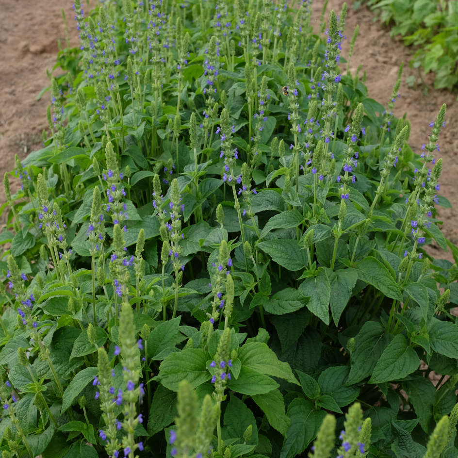 la-bo-te-graines-chia-bio-graines-fleurs-sauge-mauve image 4