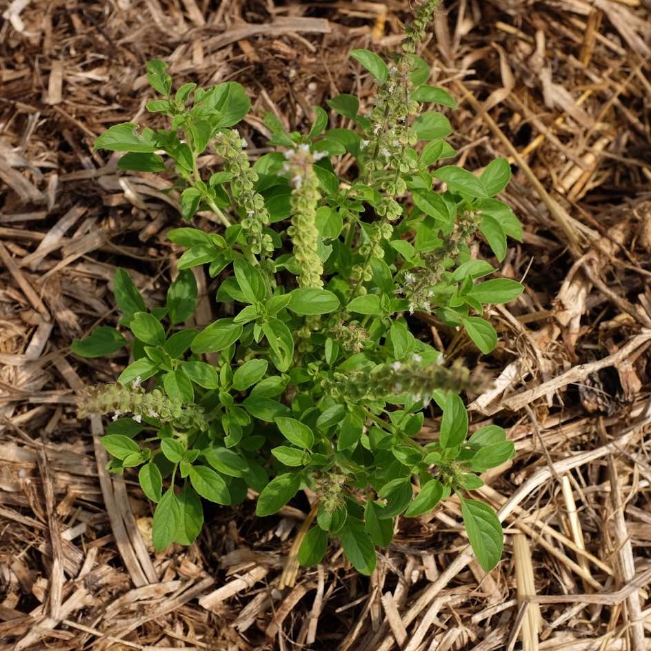 la-bo-te-graines-basilic-canum-graines-bio image 3