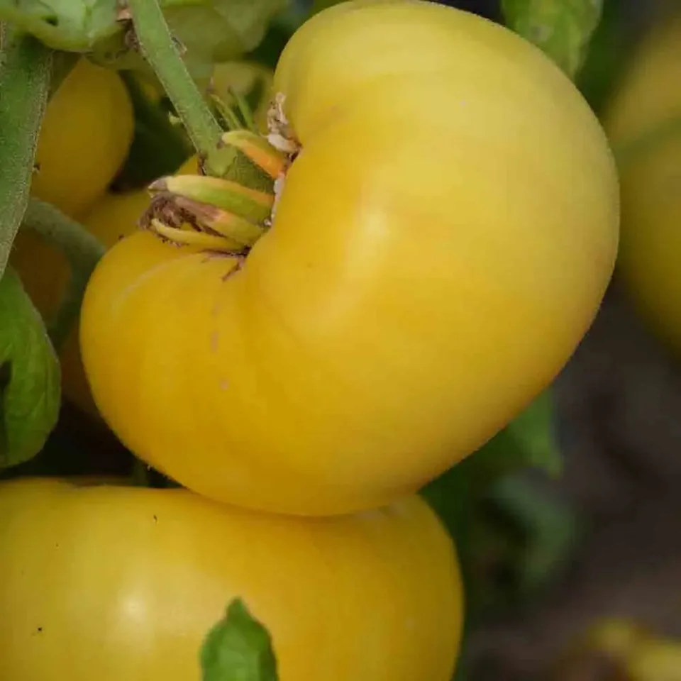 ferme-de-sainte-marthe-tomate-yellow-1884-pinkheart-graines-bio image 1