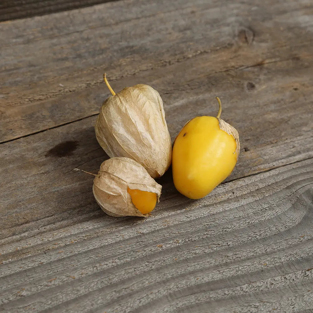 ferme-de-sainte-marthe-queen-of-malinalco-graines-tomatillo-bio image 1