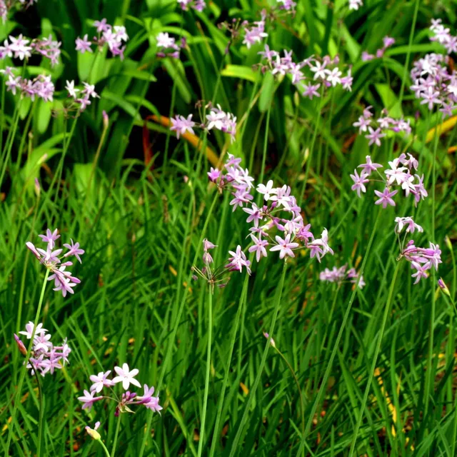 ferme-de-sainte-marthe-tulbaghia-violacea-bulbe-ail-des-jardins image 1