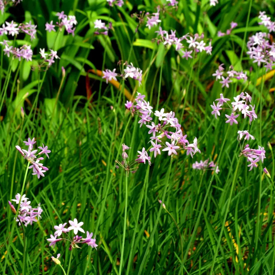 ferme-de-sainte-marthe-tulbaghia-violacea-bulbe-ail-des-jardins image 1