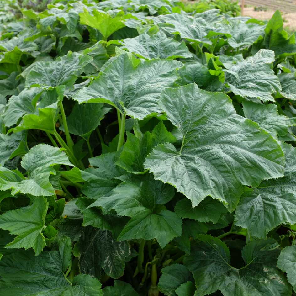 la-bo-te-graines-courgette-rugosa-friulana-graines-bio image 2