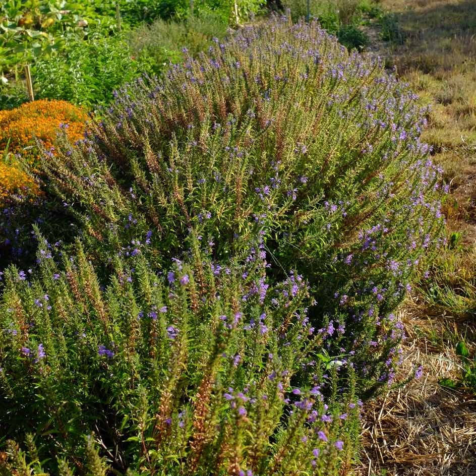 la-bo-te-graines-th-des-jardins-graines-bio-infusion-verveine image 3