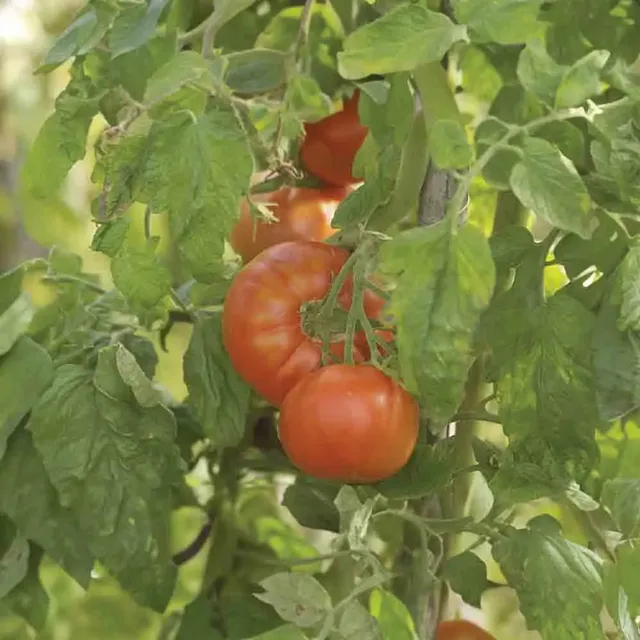 ferme-de-sainte-marthe-tomate-merveille-des-march-s-graines-bio image 1