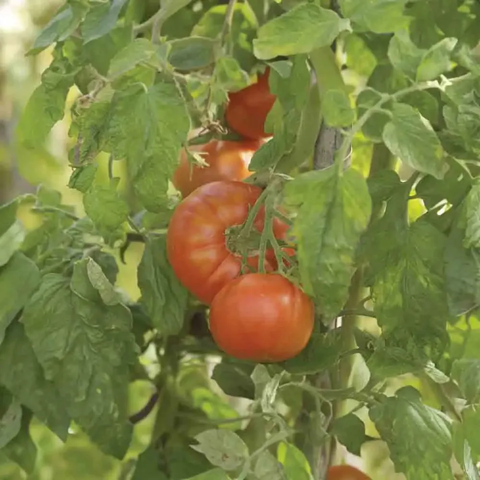 ferme-de-sainte-marthe-tomate-merveille-des-march-s-graines-bio image 1