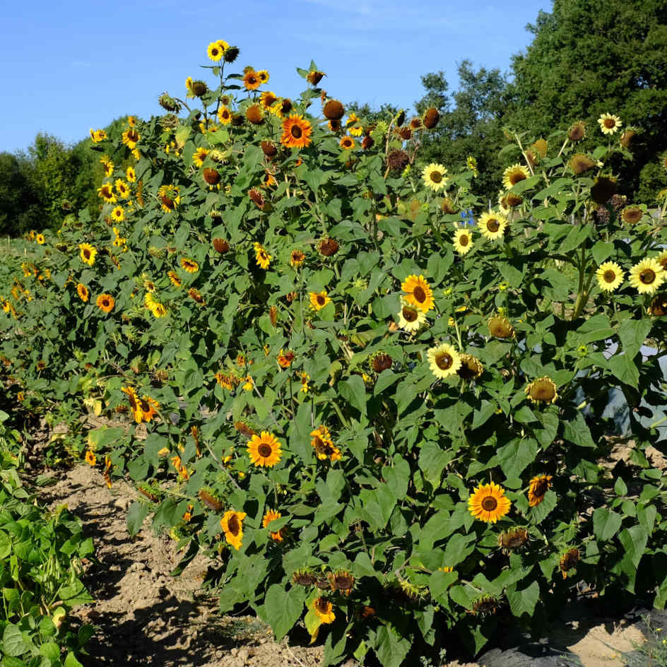 la-bo-te-graines-tournesol-des-jardins-bio-graines-de-fleurs-2-m image 2