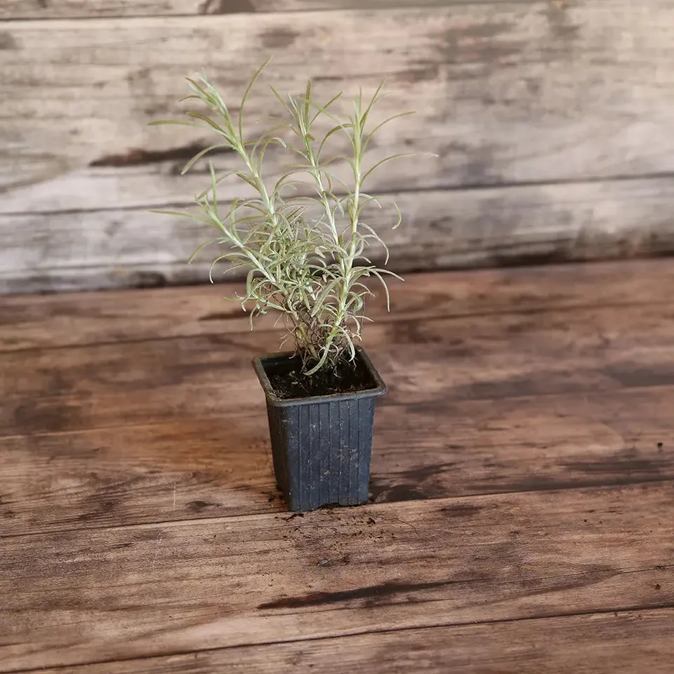 ferme-de-sainte-marthe-plants-bio-plante-curry-h-lichryse-vivace-pot image 1