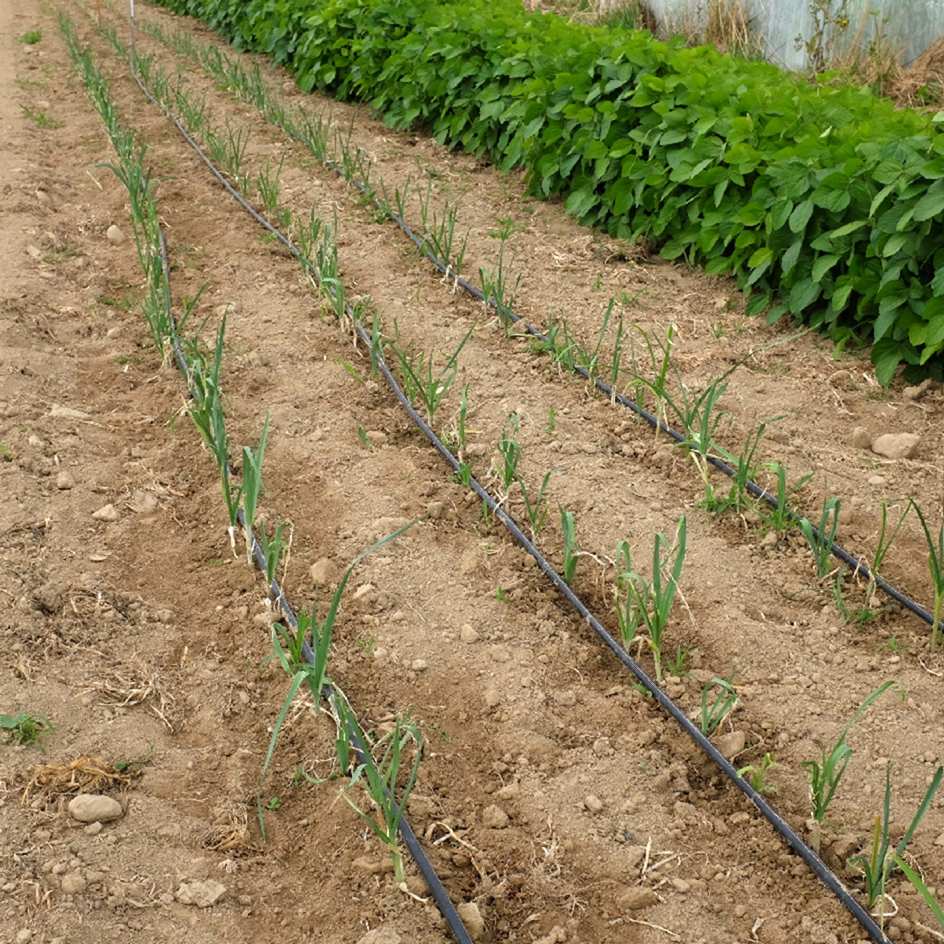 la-bo-te-graines-poireau-de-carentan-2-graines-l-gumes-bio-hiver image 3