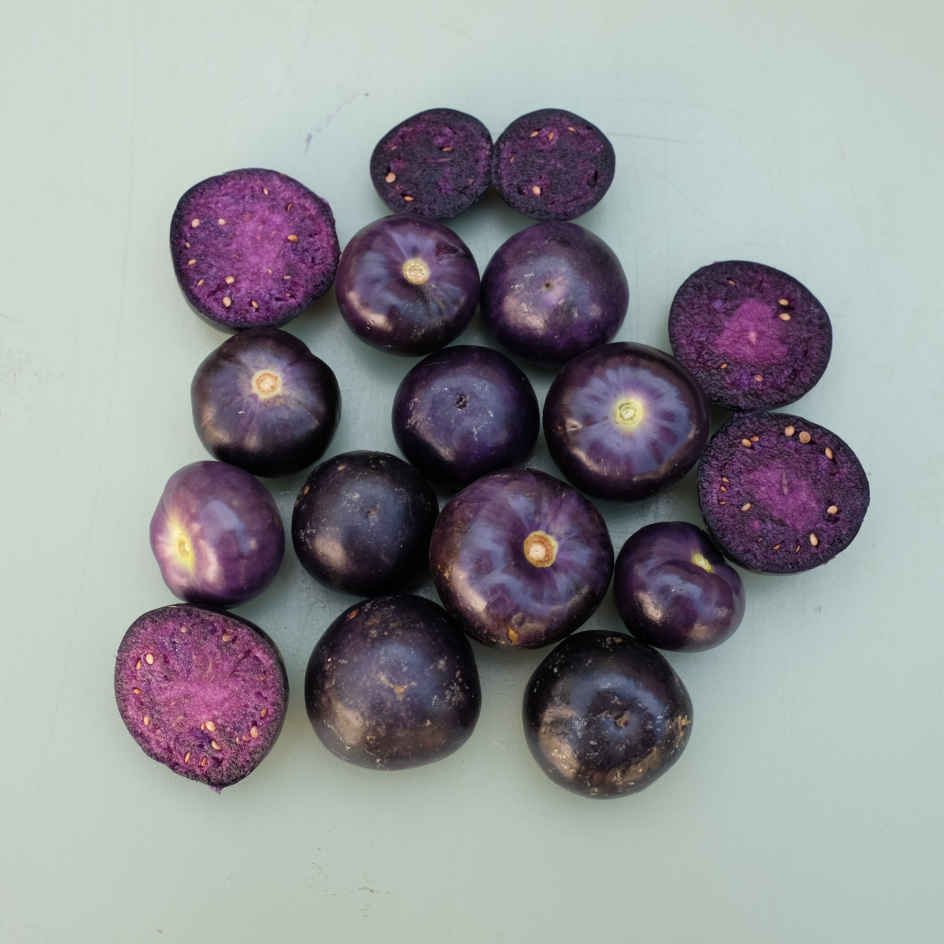 la-bo-te-graines-physalis-deep-purple-bio-graines-l-gumes-pourpre image 2