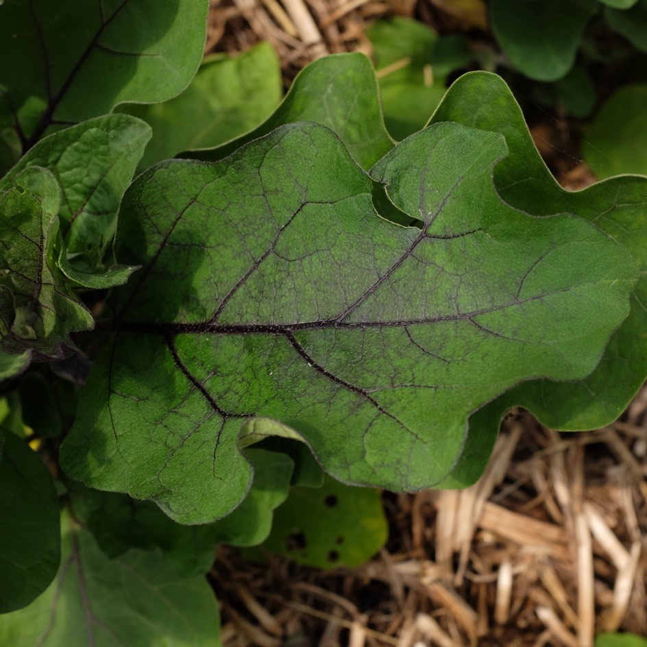 la-bo-te-graines-graines-l-gumes-ronde-de-valence-aubergine-bio image 4