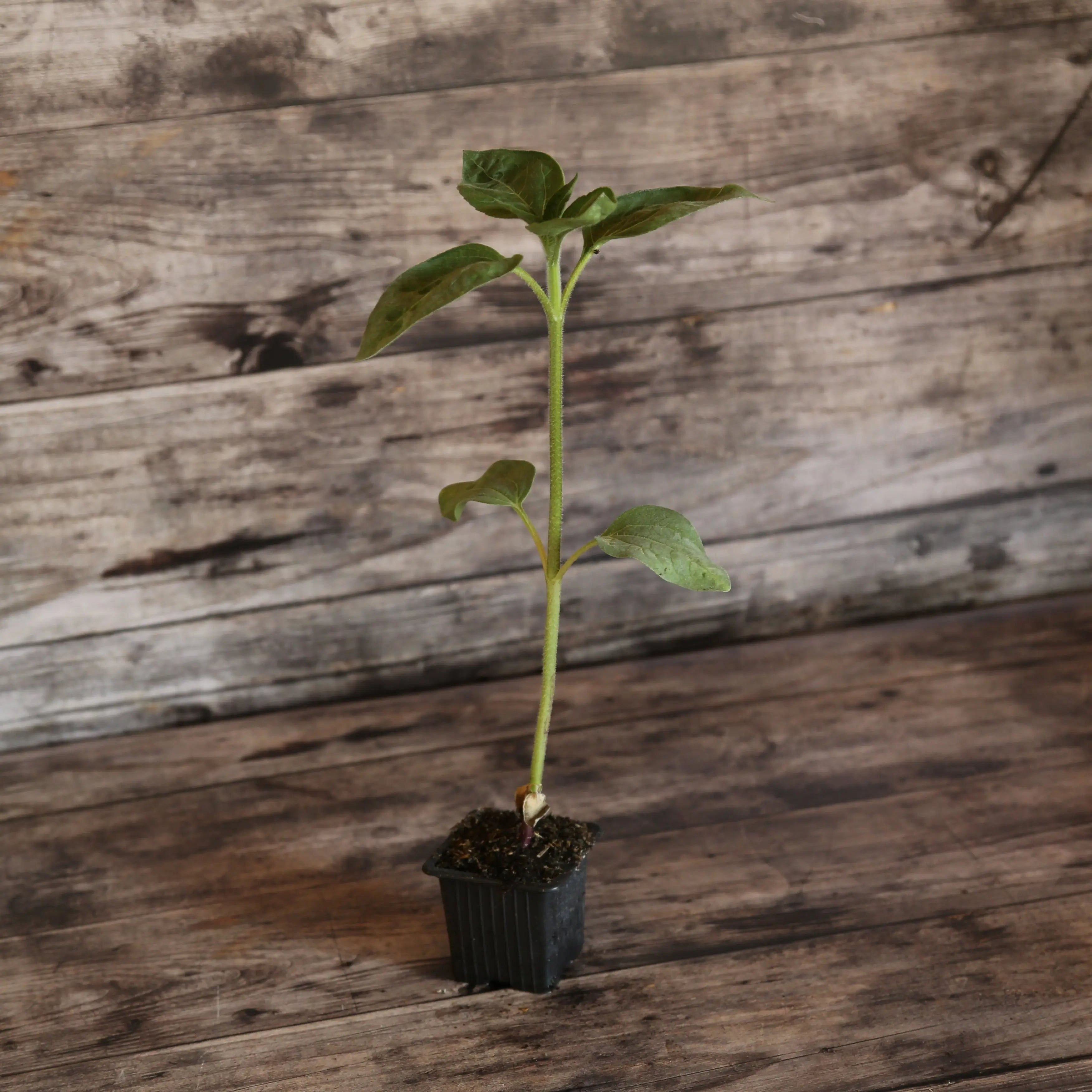 ferme-de-sainte-marthe-tournesol-sunspot-plant-nain-jaune-bio-50cm image 1
