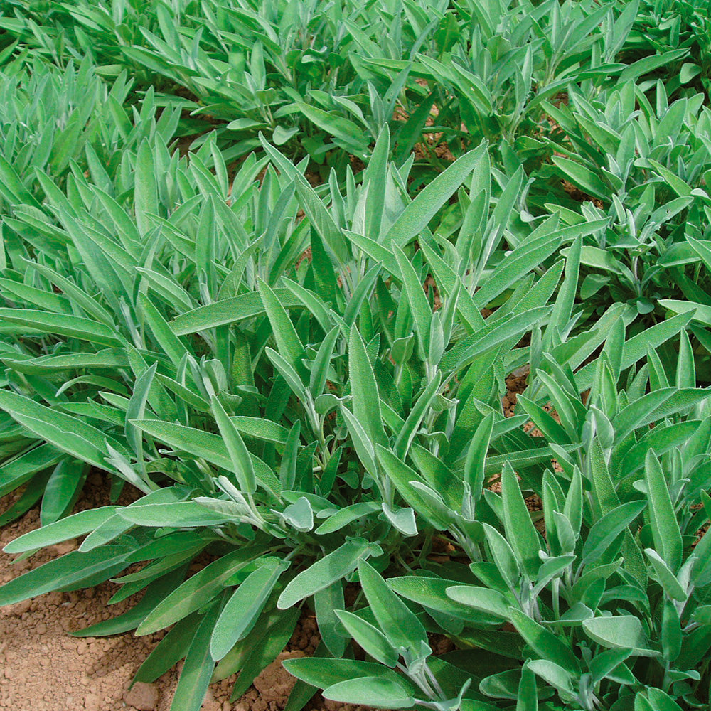 ferme-de-sainte-marthe-sauge-officinale-ceres-ab-graines-aromatiques-potag-re image 1
