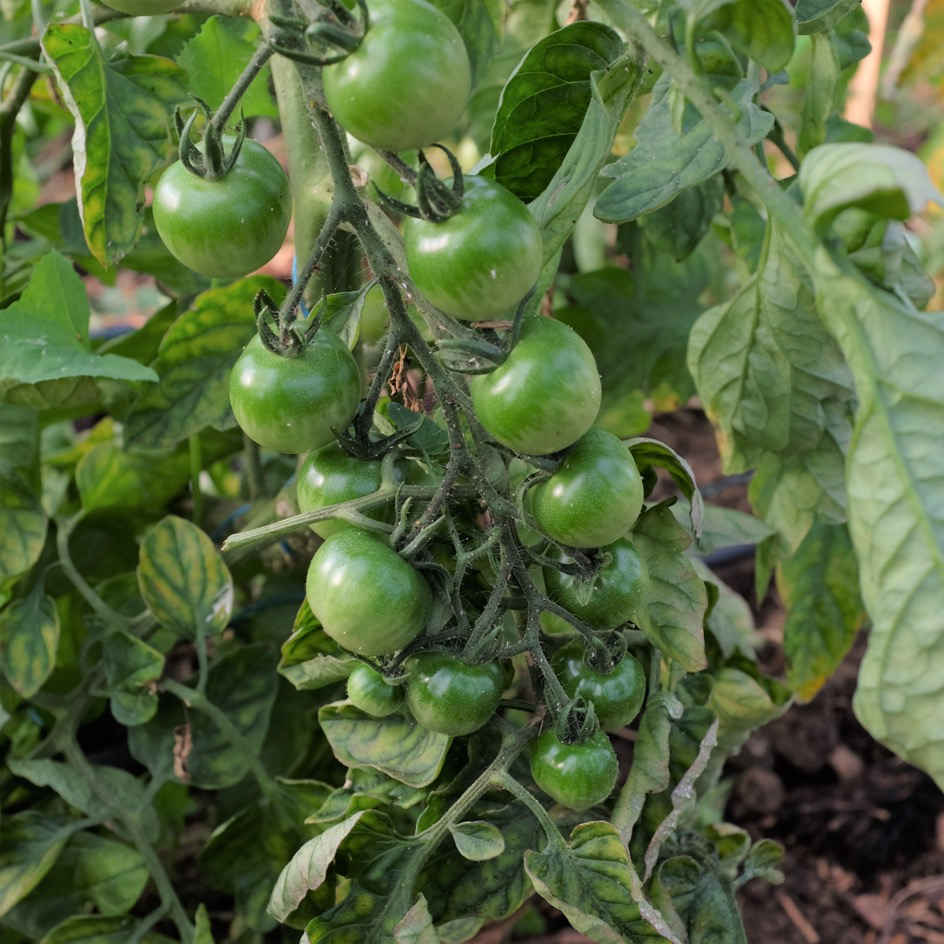 la-bo-te-graines-tomate-cerise-graines-l-gumes-bio-mi-pr-coce image 2