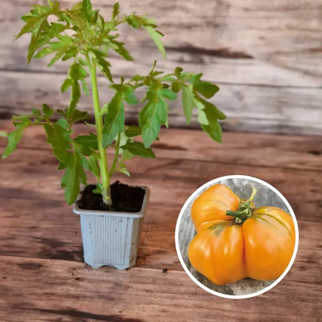 ferme-de-sainte-marthe-plants-bio-tomate-summer-cider-plant-orange image 1