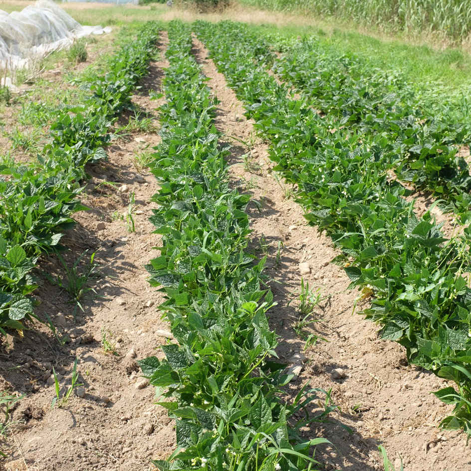 la-bo-te-graines-graines-l-gumes-haricot-flageolet-ortie-bio-nain image 3
