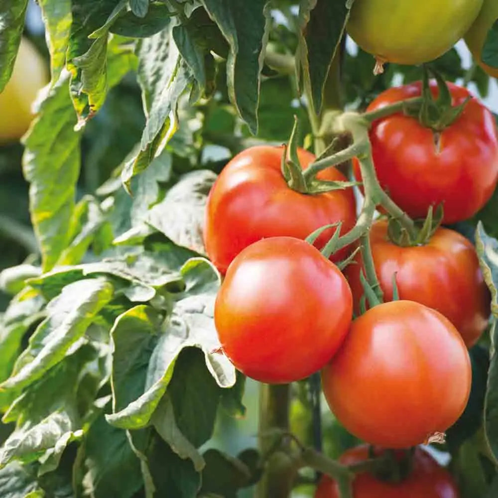 ferme-de-sainte-marthe-tomate-saint-pierre-graines-bio-savoureuse image 1