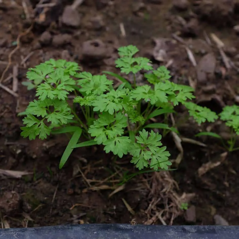 la-bo-te-graines-cerfeuil-commun-bio-graines-aromatiques-anis image 1