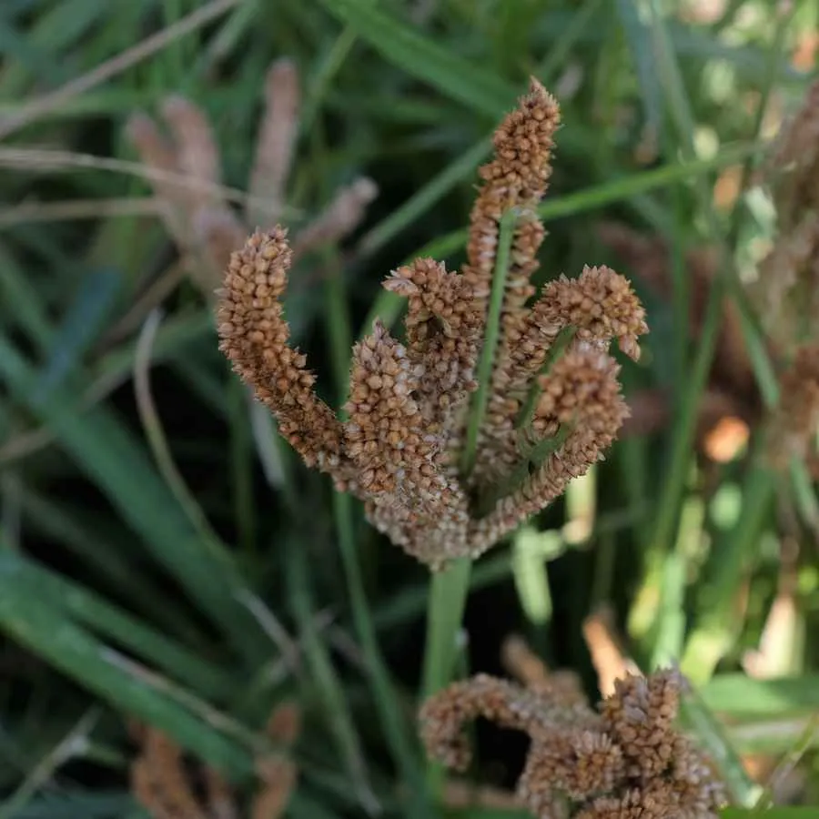la-bo-te-graines-himalayan-finger-graines-de-millet-bio-ancien image 1