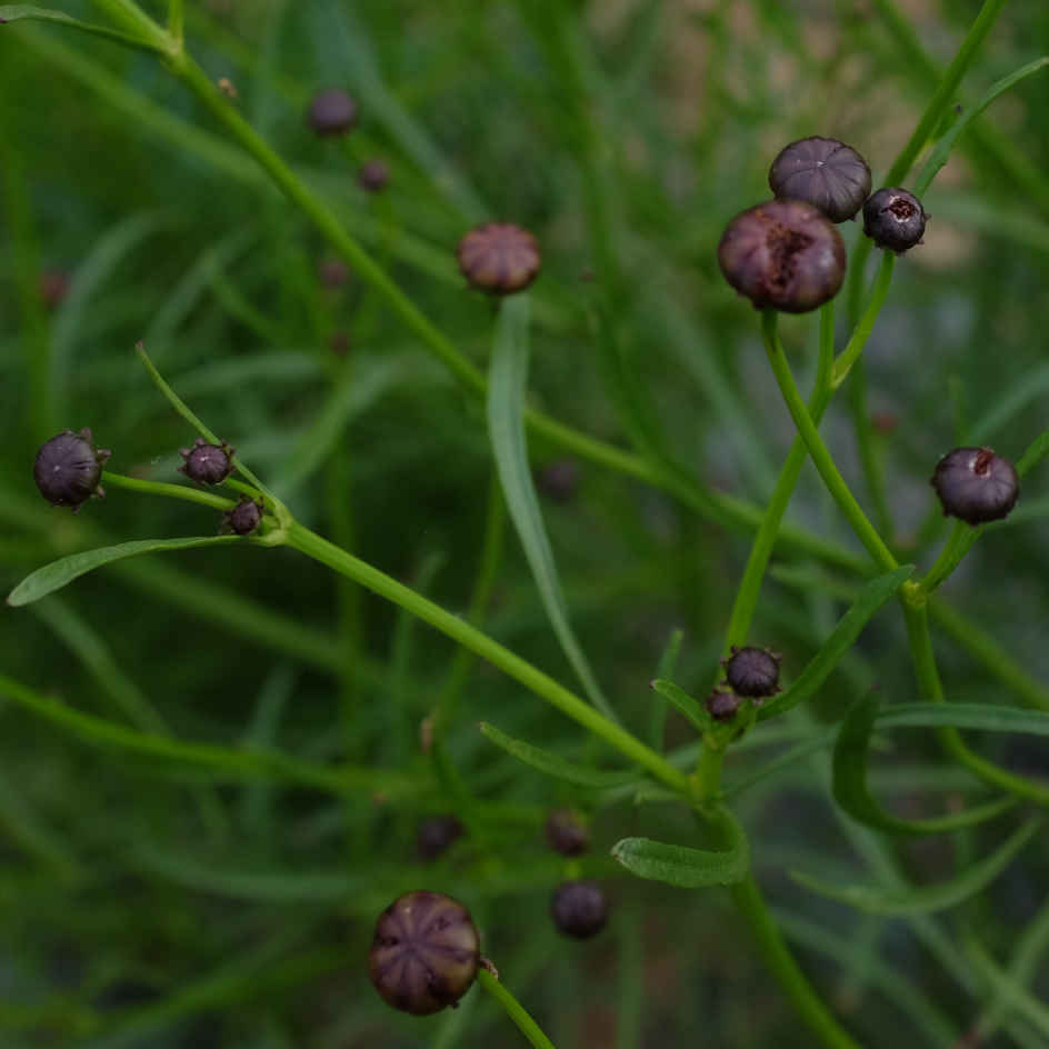 la-bo-te-graines-coreopsis-des-teinturiers-bio-graines-fleurs image 3