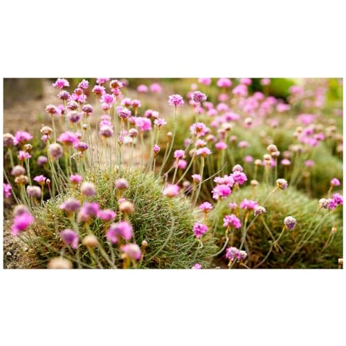 graines-bocquet-arm-ria-maritima-graines-fleurs-vivaces-0-2-g image 2