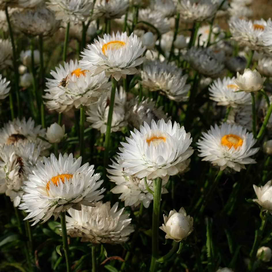 la-bo-te-graines-graines-fleurs-immortelle-blanc-pur-bio-bouquet image 4