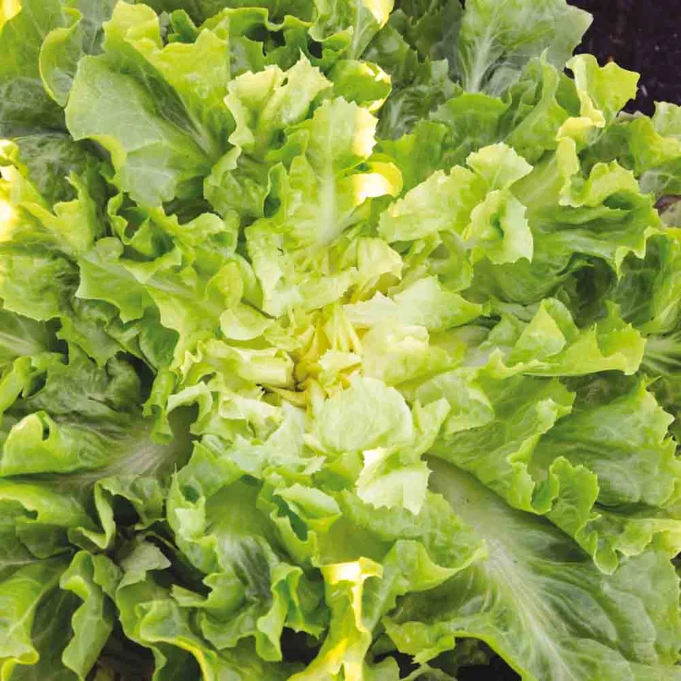 ferme-de-sainte-marthe-graines-chicor-e-scarole-blonde-bio image 1