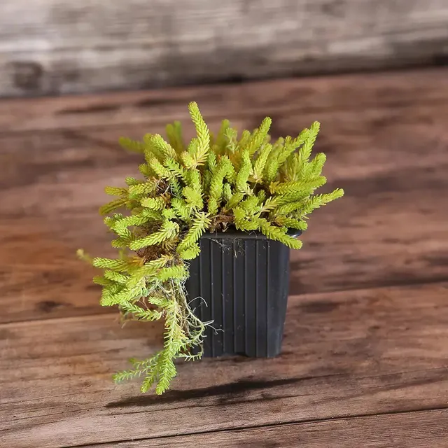 ferme-de-sainte-marthe-sedum-acre-poivre-des-murailles-plant-bio image 1