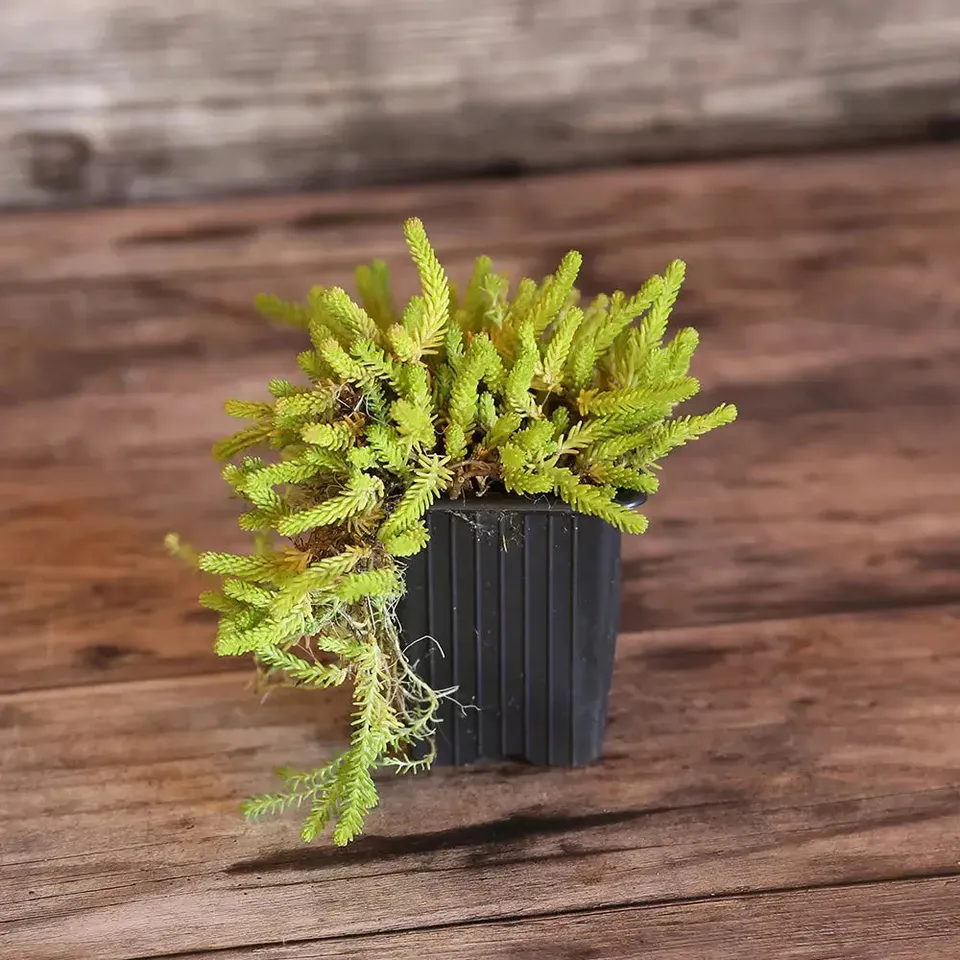 ferme-de-sainte-marthe-sedum-acre-poivre-des-murailles-plant-bio image 1