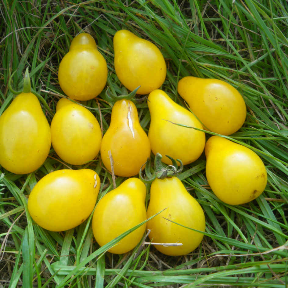 la-bo-te-graines-tomate-poire-jaune-bio-graines-ancienne-douce image 2