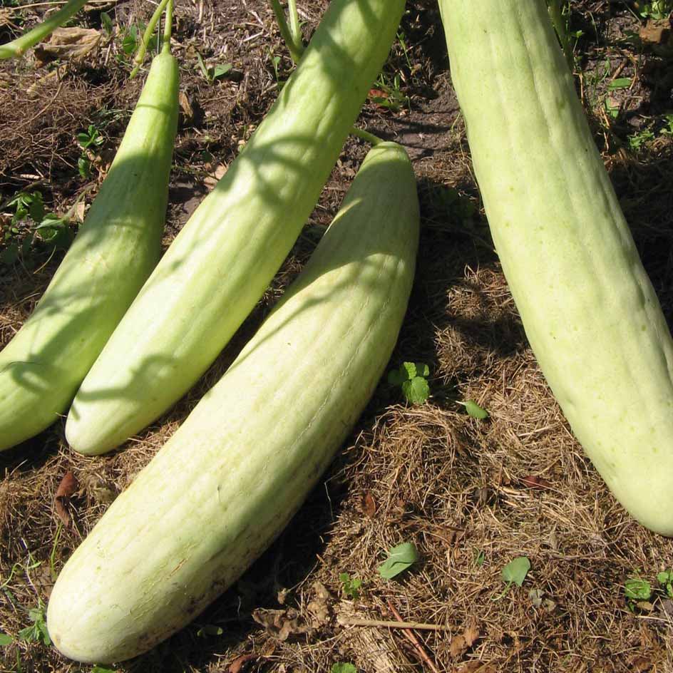 la-bo-te-graines-concombre-d-arm-nie-graines-l-gumes-bio-doux image 1
